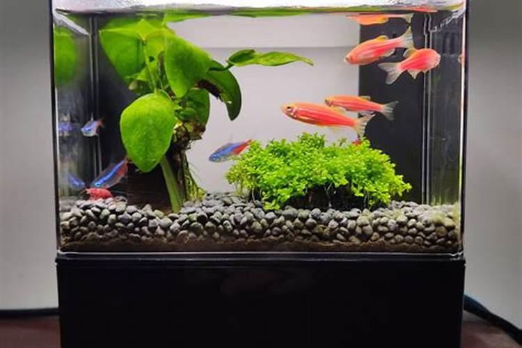 办公室小鱼缸摆放位置风水