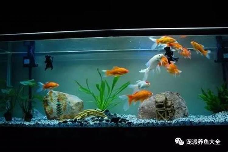 养什么锦鲤招财转运