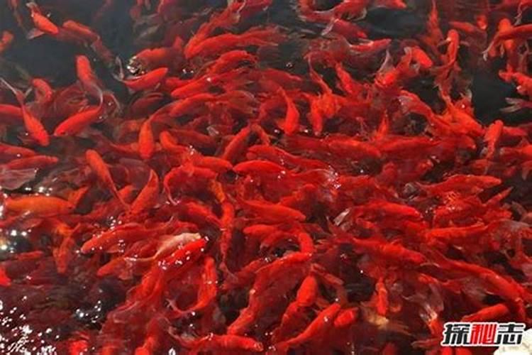 锦鲤做风水鱼养几条那些颜色