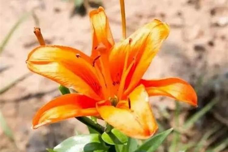 坟地上能种花吗,能种哪些花？