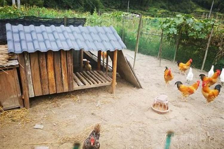 养鸡棚什么方位最好风水最旺
