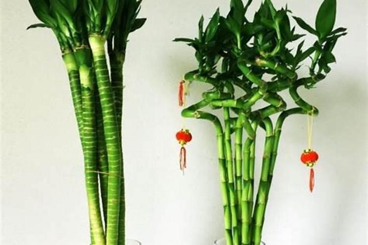 室内花花草草的摆放也要讲究风水