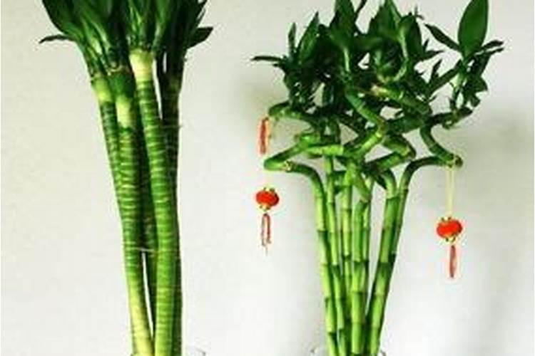 门口植物风水,要放什么植物在门口比较好