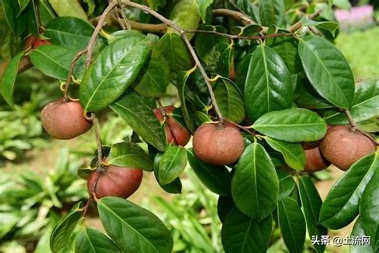 院里正对大门适合种什么植物