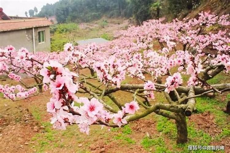 桃树为什么不能种在院子里？