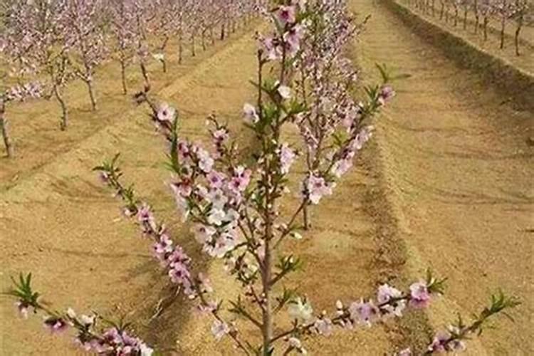 院子里种桃树风水好吗百度问一问