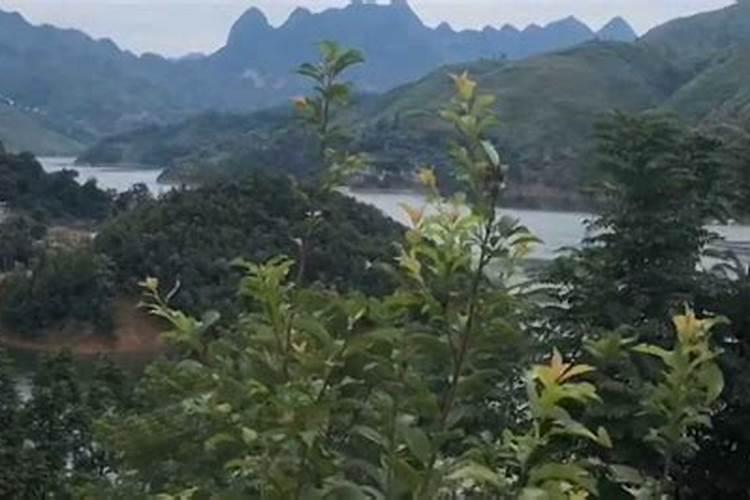 七星伴月是什么意思