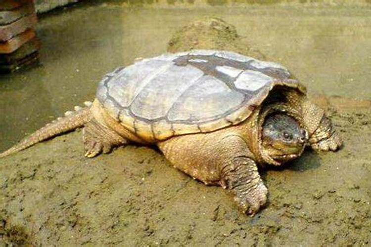 在家养鳄鱼风水好么、 该怎么布置 求大神 详细解说、 谢谢、