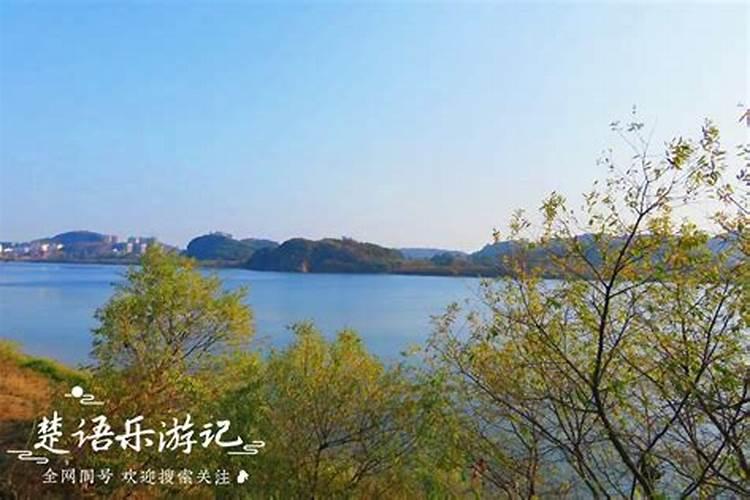 属羊人养什么植物旺财