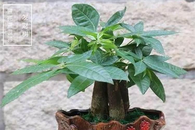 八种花招财又旺宅招财又旺宅的花都有哪些