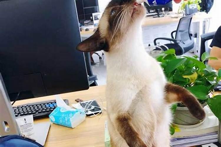 养猫需要注意的风水