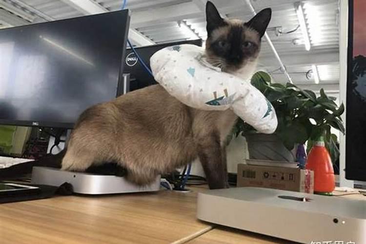 养猫风水有什么讲究