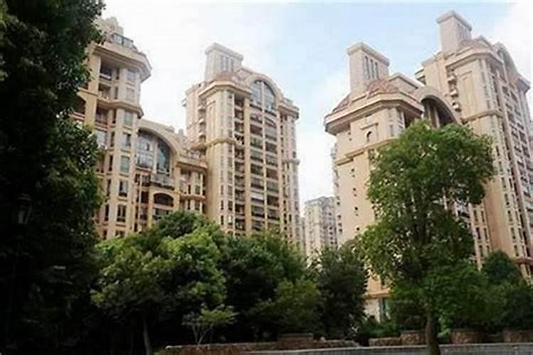 发财树养几支最旺运 发财树养多少棵最佳