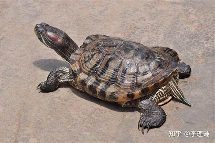 养乌龟有什么风水禁忌吗？