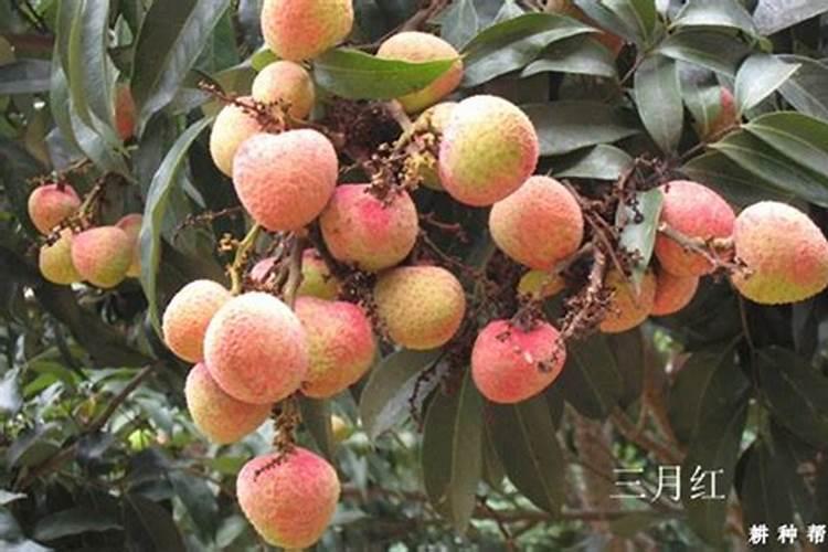 种菜小院子怎样设计