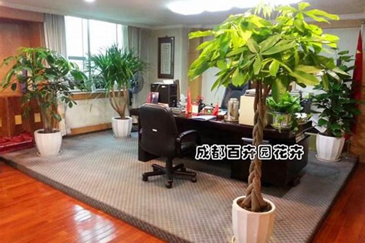 老板办公室放什么绿植招财最好