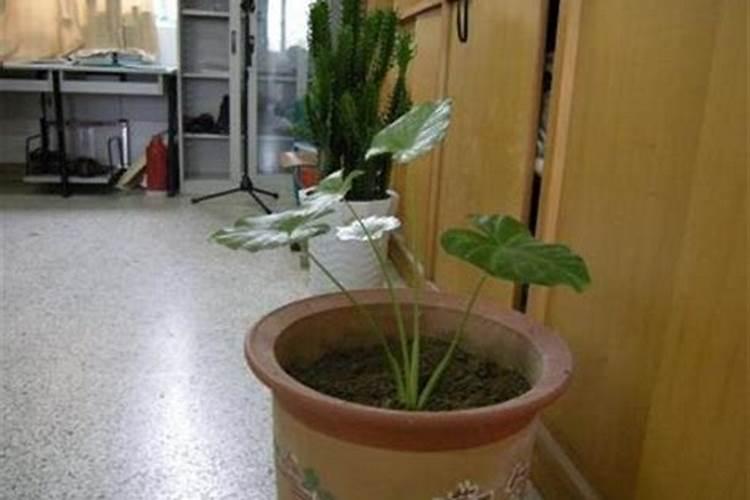 小区楼道里养什么绿植招财楼梯放什么植物风水好