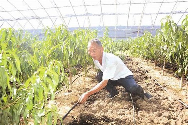 为什么放金鸡在床头