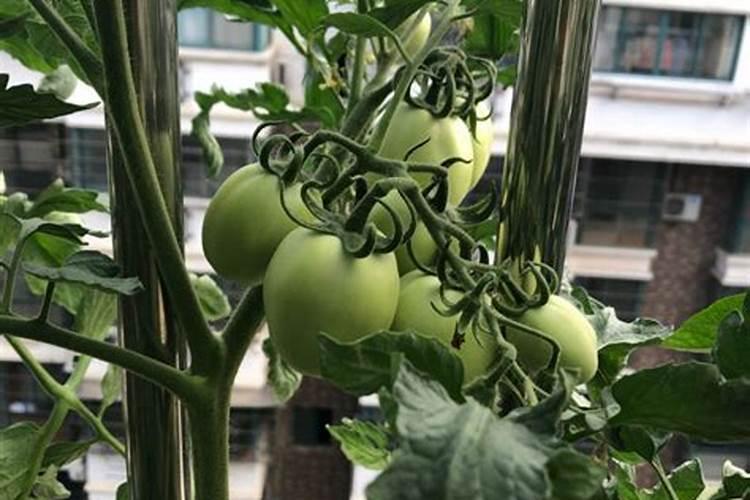 植物墙上都可以种植些什么绿植？