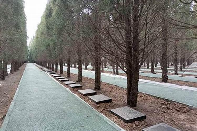 坟墓长柳树什么讲究