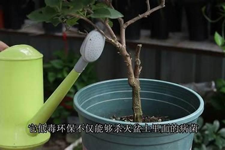 厕所放置什么植物能让风水变好