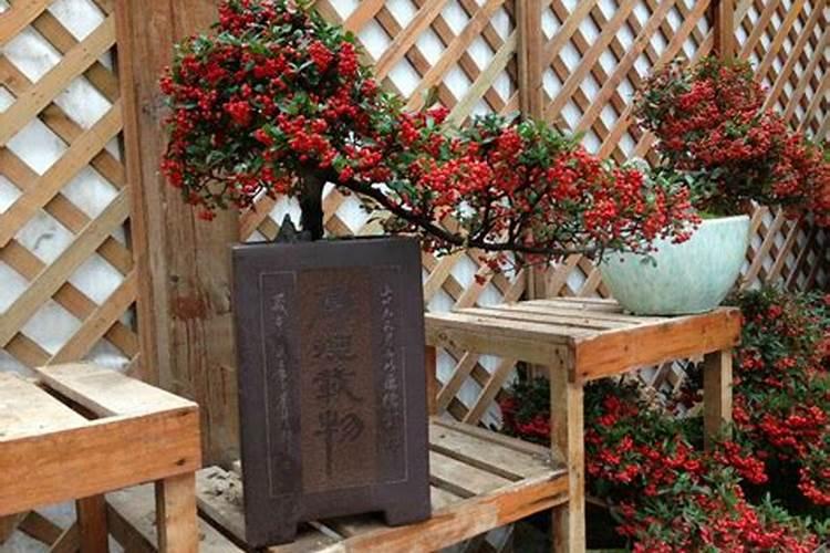 室内种什么花最好最旺风水