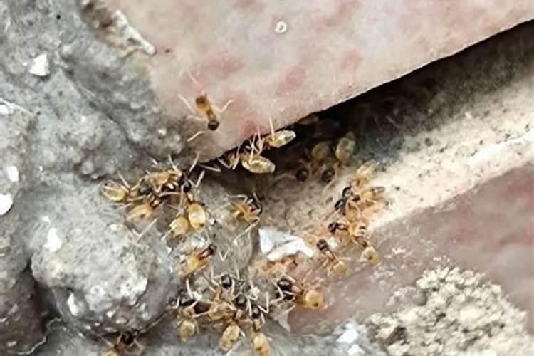 家里有白蚂蚁什么兆头(家里长白蚂蚁是凶吉)