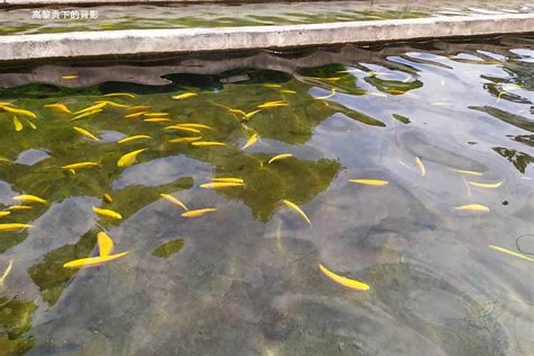 庭院风水做什么形状的水池好 庭院做类圆形方形水池好