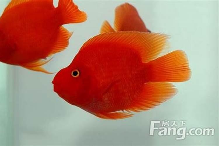 麒麟鹦鹉鱼算风水鱼吗