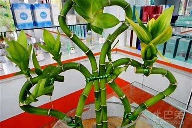 招财竹放哪里最旺财 富贵竹放哪里最旺财