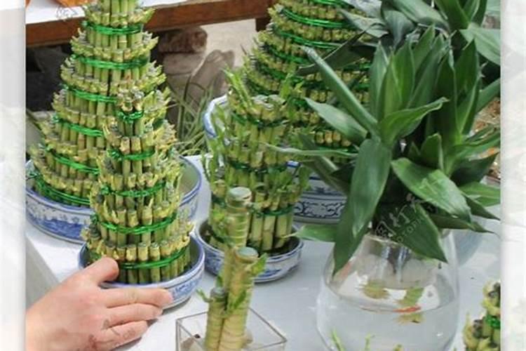 招财竹子摆件放在哪里好招财竹子摆件摆放风水