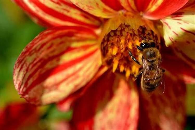 爷爷灵堂上飞来一只大蜜蜂踩死了是好是坏？
