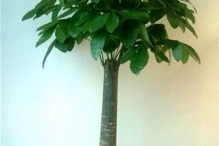 水养植物风水摆放 水养植物的摆放知识