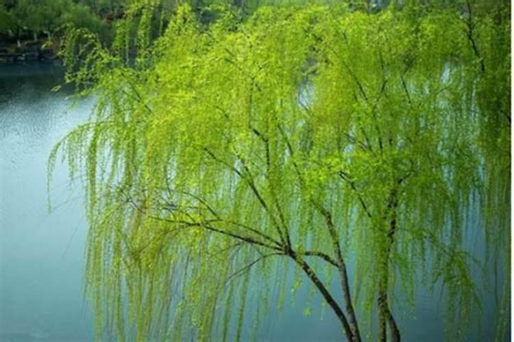 庭院栽树有什么风水讲究