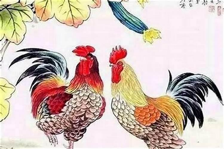 属鸡养什么宠物最旺财