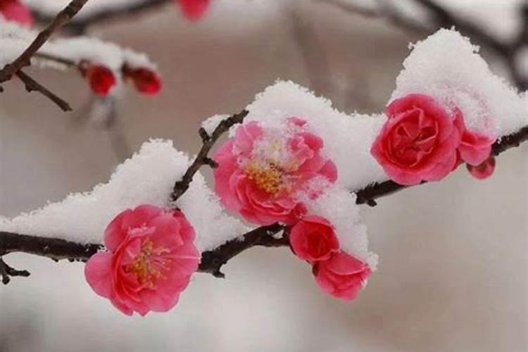 家里可以养梅花吗风水好吗