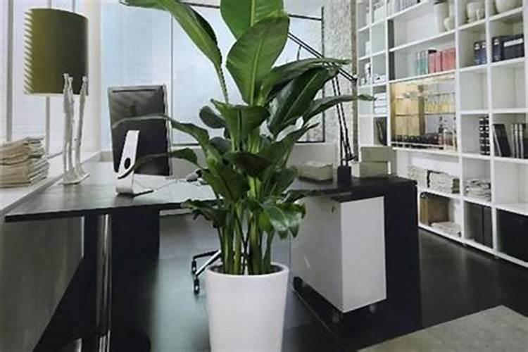 客厅镇宅招财旺人的植物