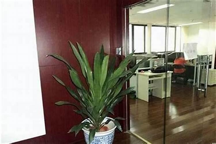 办公室门口放什么植物风水好 办公室盆栽摆放风水方位