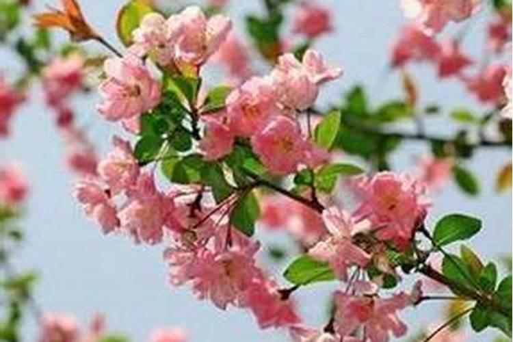 为什么看风水的人桃花很多