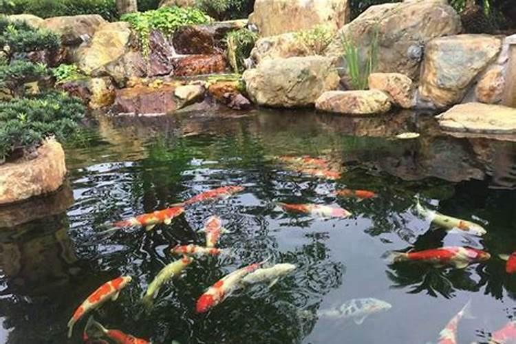 别墅庭院里适合种一些什么植物