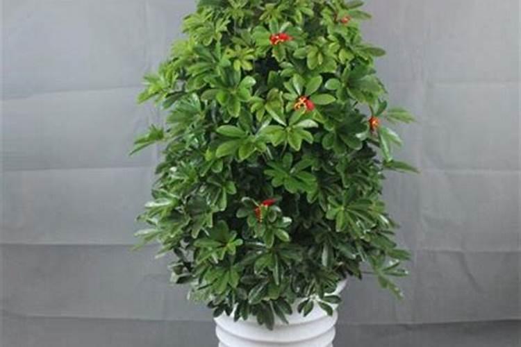大门口可以放什么植物盆栽(大门口可以放什么植物盆栽风水好)