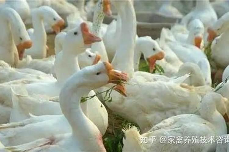 为什么家里放石头不好