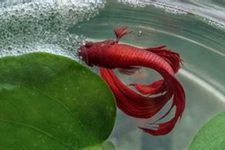 招财猫鱼有什么用