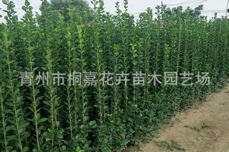 为什么风水对婚姻有影响？