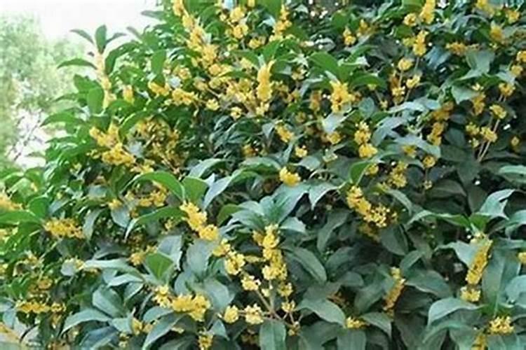 房子右边种桂花树风水好不好？
