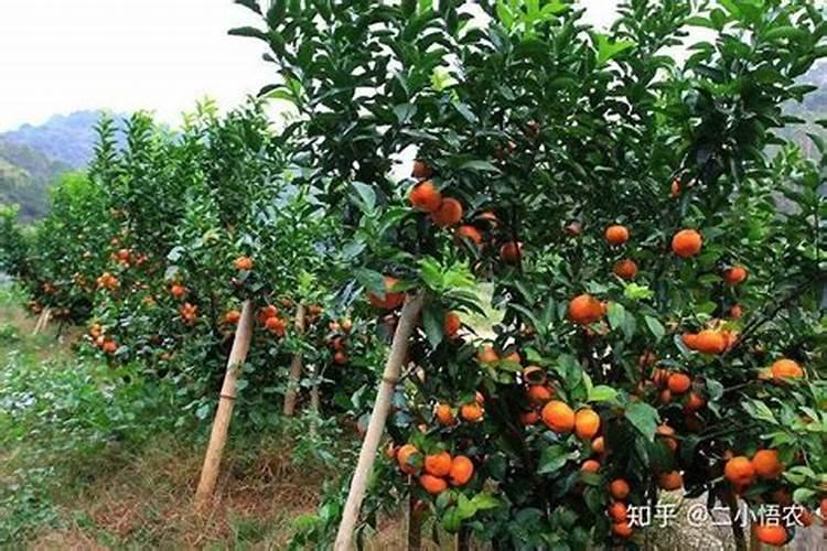 住宅种沙糖桔的风水？