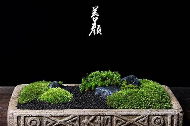 风水上家里客厅长青苔好吗？