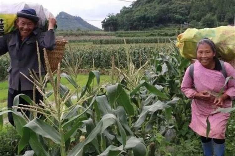 广东省茂名市高州市荷花镇下辖村委会有哪些？