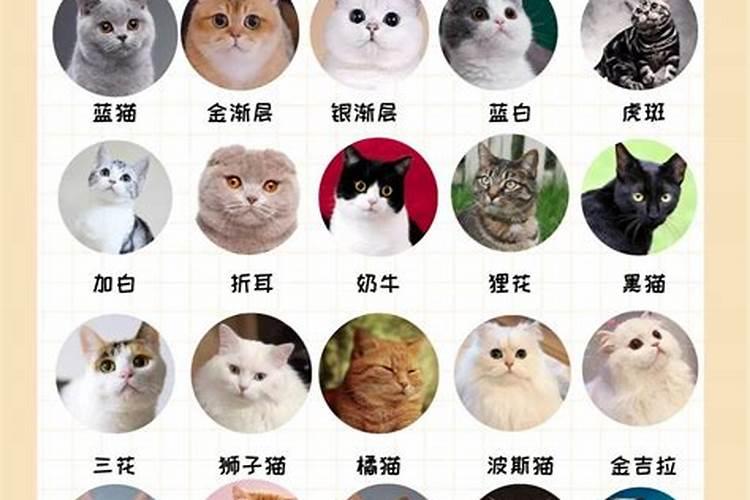 养猫的风水讲究 养猫的风水讲究介绍