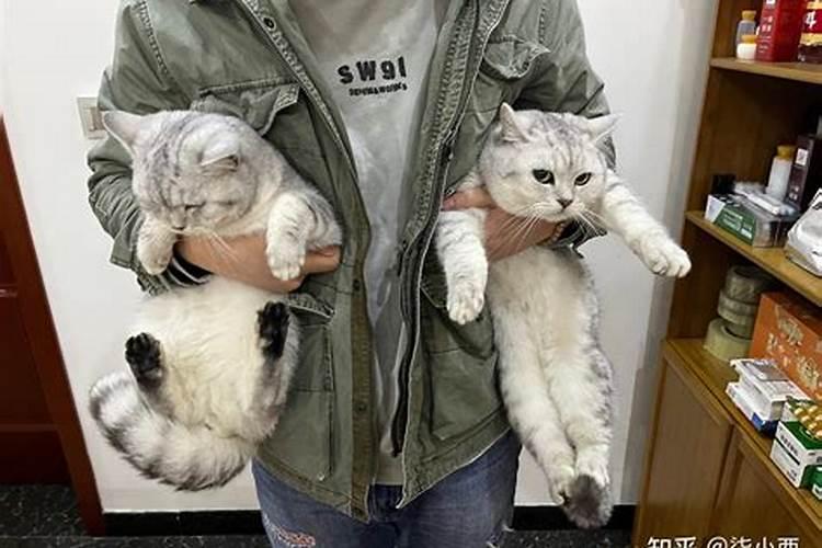 养猫的风水讲究 适合养猫的风水